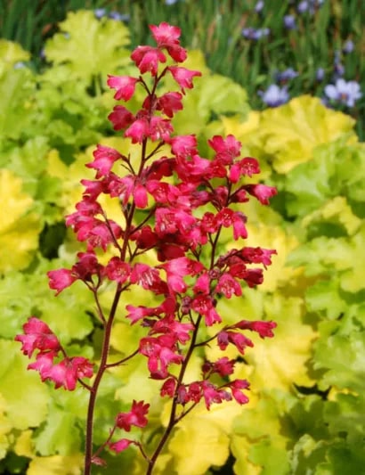 Coral Bells Heuchera Flower Seeds for Planting - Wildflower Mix, Heirloom, Non-GMO Garden Seeds