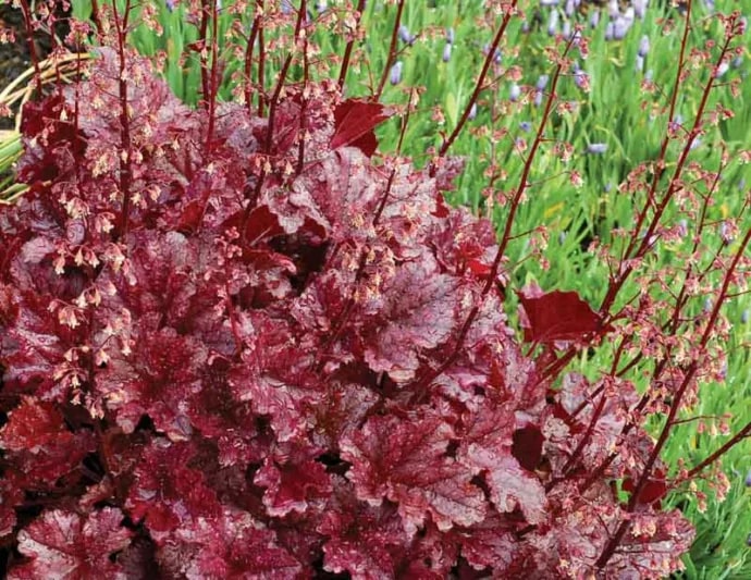 Maroon Heuchera Flower Seeds for Planting – Heirloom, Non-GMO, Vibrant Garden Blooms, Low Maintenance