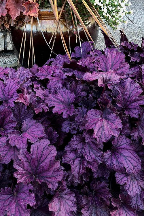 Purple Coral Bell Flower Seeds for Planting – Heirloom Non-GMO, High Germination Organic Garden Seeds