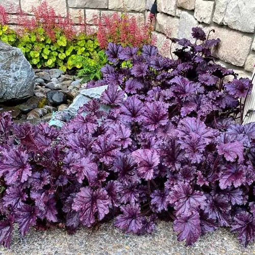 Purple Coral Bells Heuchera Seeds for Planting – Heirloom Non-GMO Organic Garden Seeds, High Germination