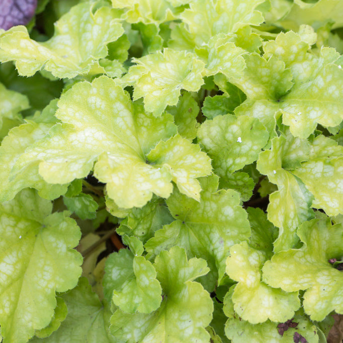 Light Green Geranium Flower Seeds for Planting – Heirloom, Non-GMO, High Germination Cottage Garden Seeds