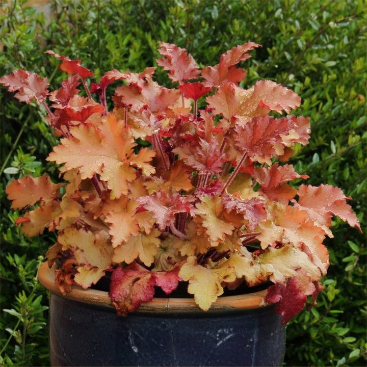Orange Heuchera Flower Seeds for Planting – Heirloom Non-GMO, High Germination Organic Garden Seeds
