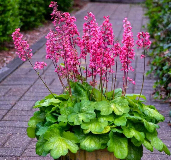 Pink Heuchera Flower Seeds for Planting – Heirloom Non-GMO, High Germination Organic Garden Seeds