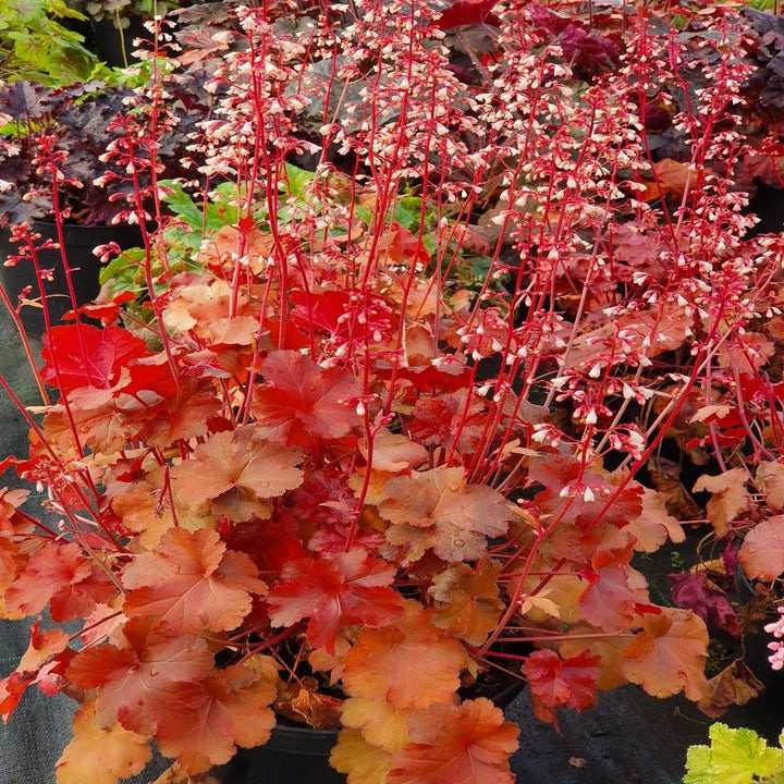 Orange Heuchera Flower Seeds for Planting – Heirloom Non-GMO, High Germination Organic Garden Seeds