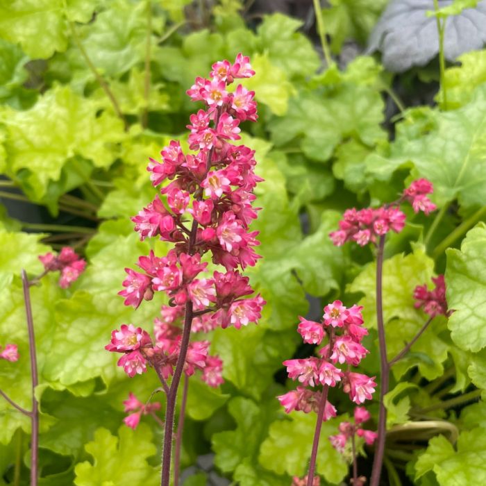 Pink Heuchera Flower Seeds for Planting – Heirloom Non-GMO, High Germination Organic Garden Seeds