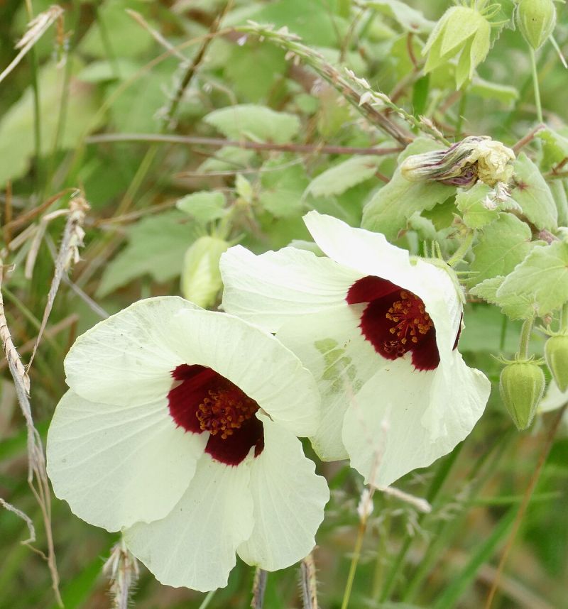 Hibiscus Vitifolius Flower Seeds for Planting – Heirloom, Non-GMO, High Germination Organic Garden Seeds