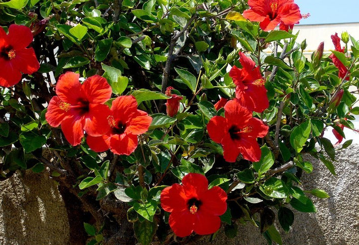 Flower Seeds, Seeds,Seeds For Planting,Plant Seeds