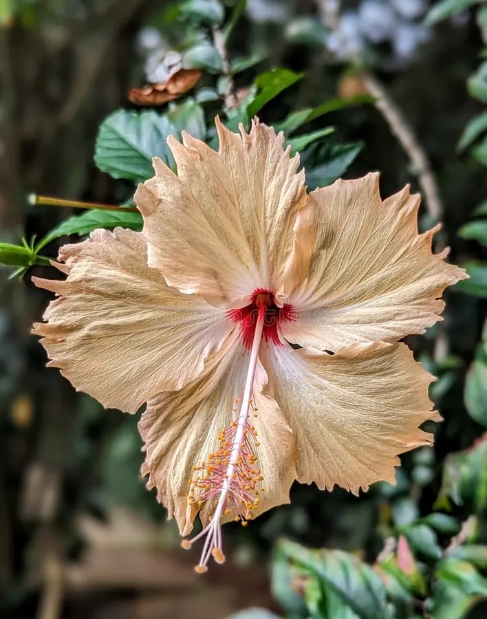 Cream Hibiscus Flower Seeds – Easy to Grow, Heirloom & Non-GMO Seeds for Home Garden