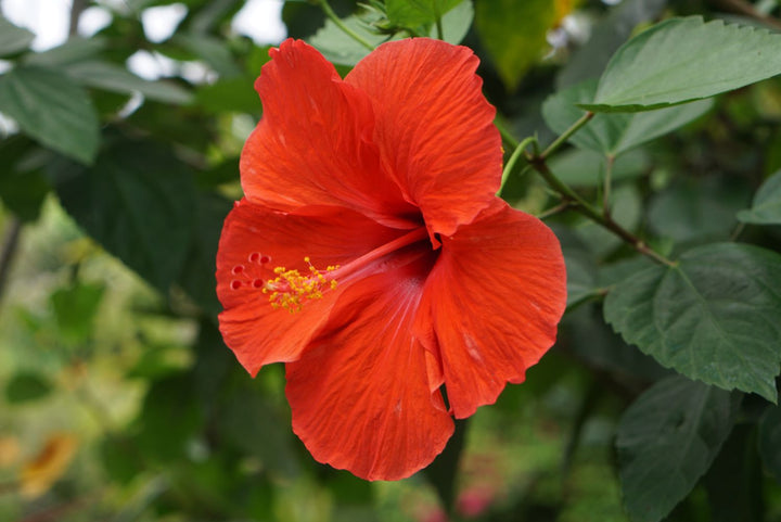 Orange Hibiscus Flower Seeds – Vibrant Blooms, Heirloom &amp; Non-GMO Seeds for Home Garden
