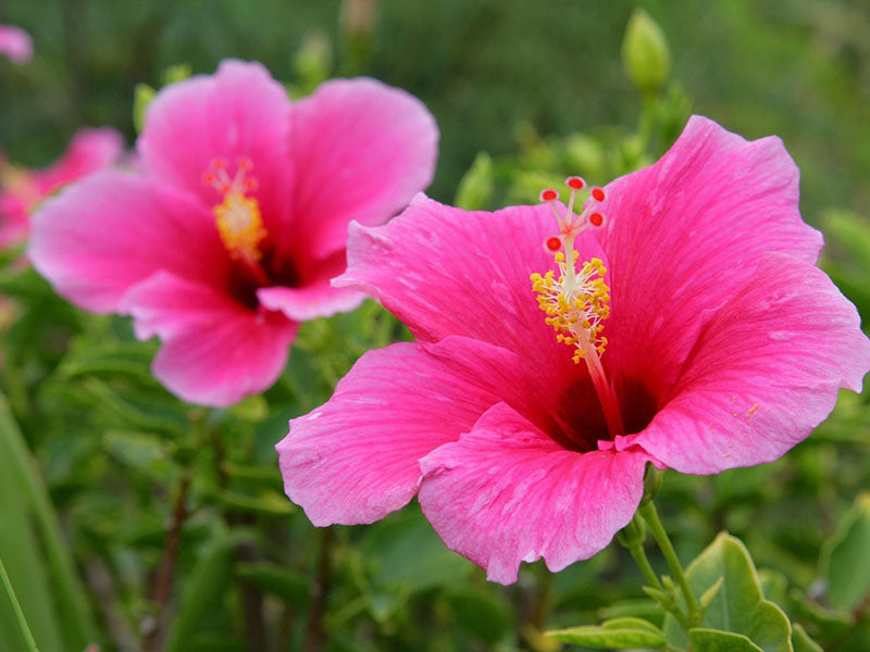 Pink Hibiscus Flower Seeds for Planting – Heirloom, Non-GMO, High Germination, Compact Growth for Home Gardens