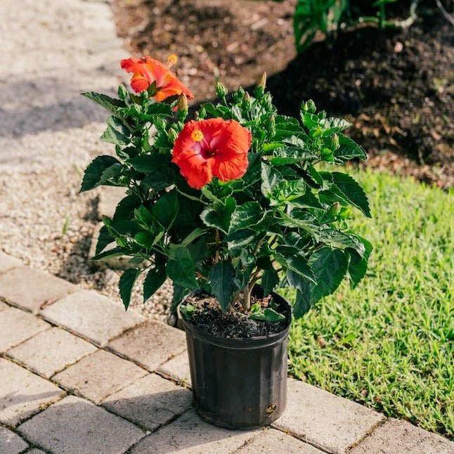 Red Flower Pot Flower Seeds for Planting – Vibrant Colors Heirloom Non-GMO, High Germination Organic Garden Seeds