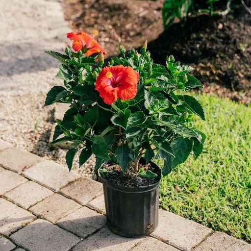Red Hibiscus Flower Seeds for Planting, 100 pcs - Cottage Garden Essential, Heirloom &amp; GMO Free Seeds for Home Garden