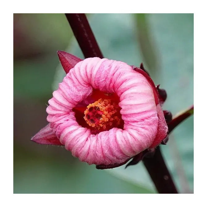 Flower Seeds, Seeds,Seeds For Planting,Plant Seeds