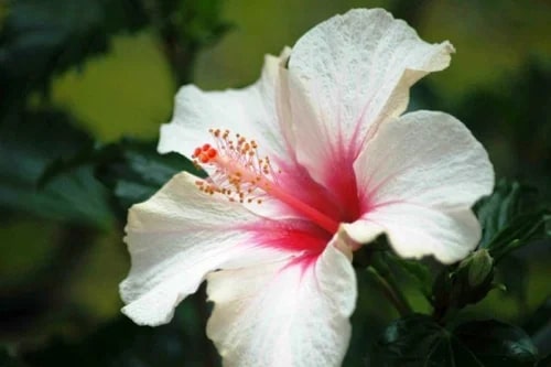 White Red Hibiscus Flower Seeds – Compact Growth, Heirloom & Non-GMO Seeds for Home Garden