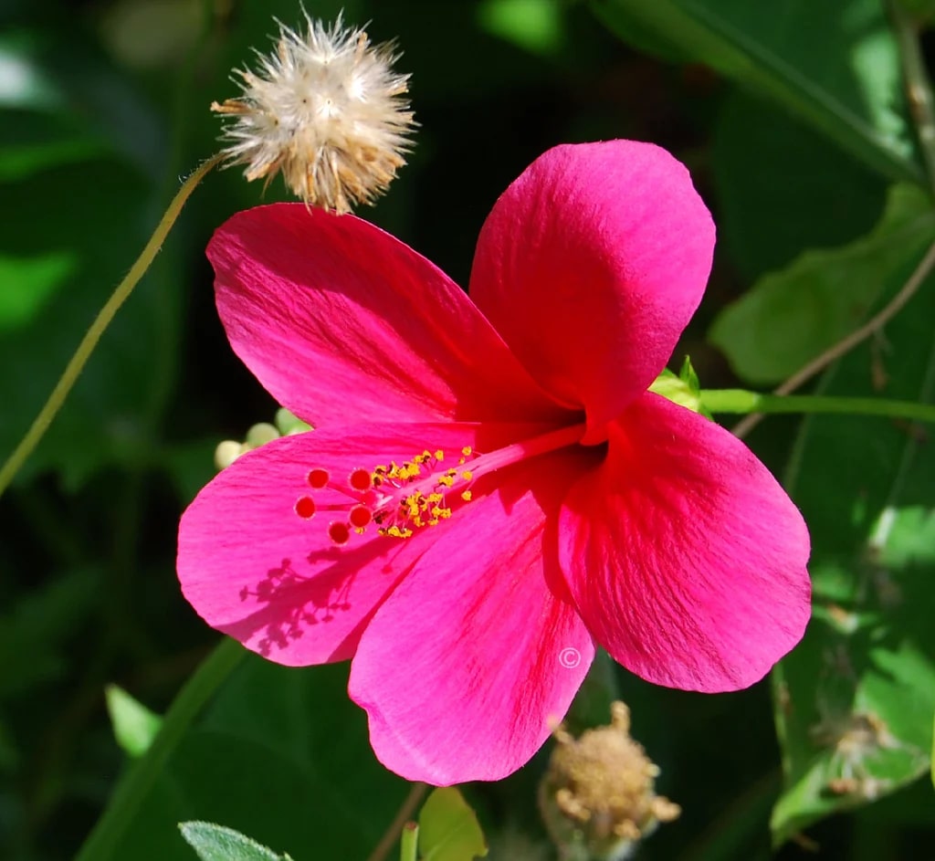 Pink Hibiscus Flower Seeds for Planting – Heirloom, Non-GMO, High Germination, Compact Growth for Home Gardens