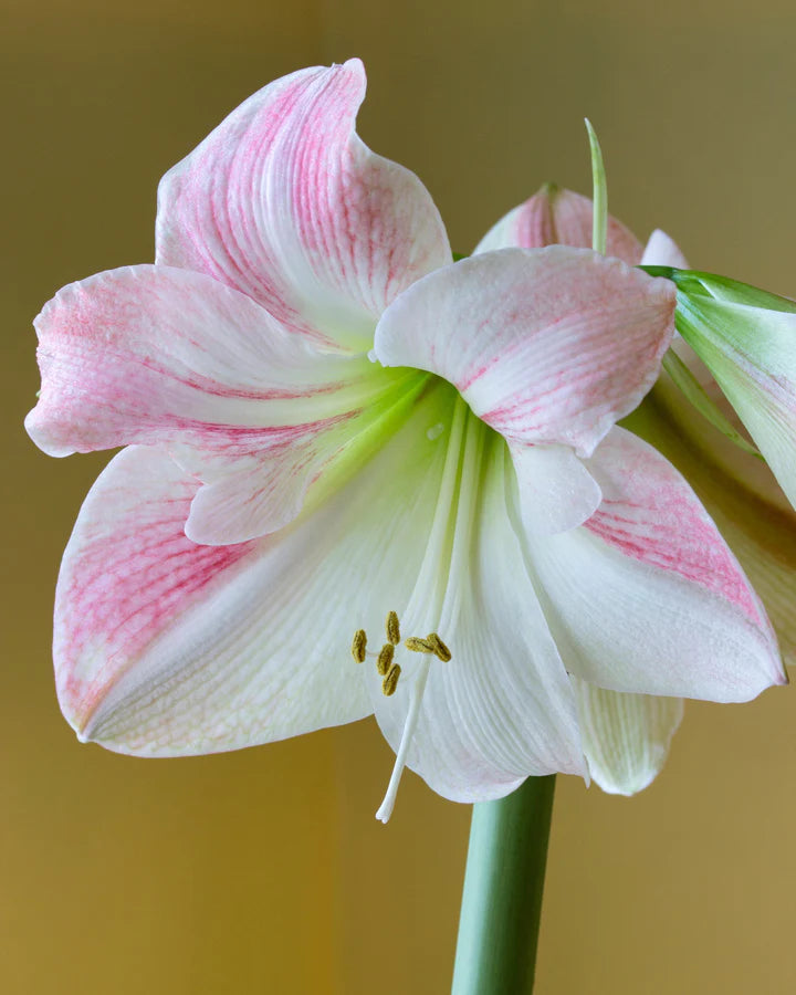 Light Pink Hippeastrum Flower Seeds for Planting – Heirloom, Non-GMO, High Germination Organic Garden Seeds