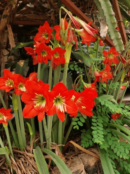 Dark Orange Amaryllis Barbados Seeds for Planting – Premium Quality, Heirloom, Non-GMO, High Germination Organic Garden Seeds