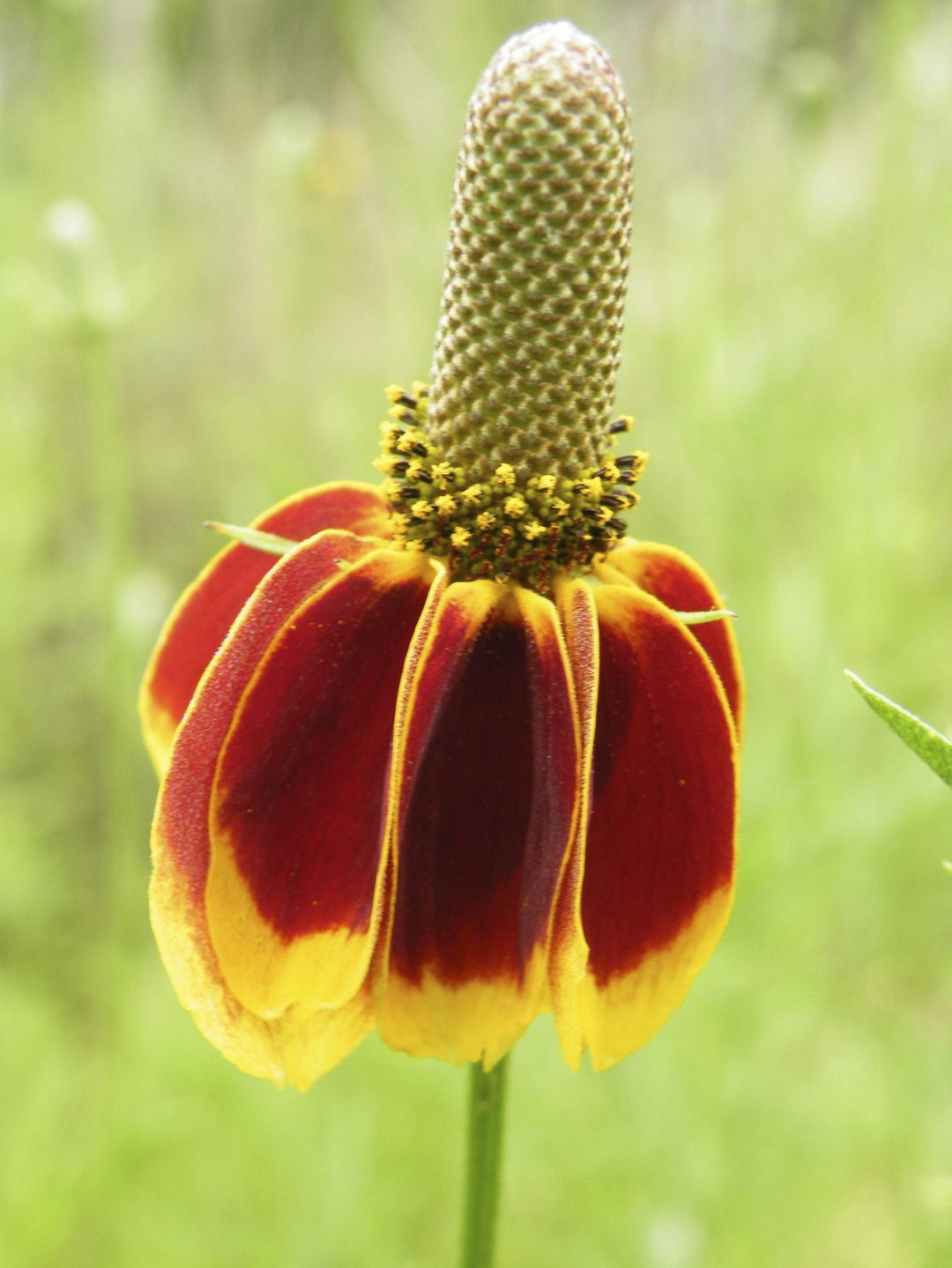 Mexican Hat WildFlower Seeds for Planting – Heirloom, Non-GMO, High Germination Organic Garden Seeds