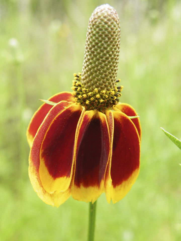 Mexican Hat WildFlower Seeds for Planting – Heirloom, Non-GMO, High Germination Organic Garden Seeds
