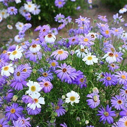Blue Brachycome Flower Seeds for Planting – Heirloom, Non-GMO, Organic Garden Seeds, High Germination