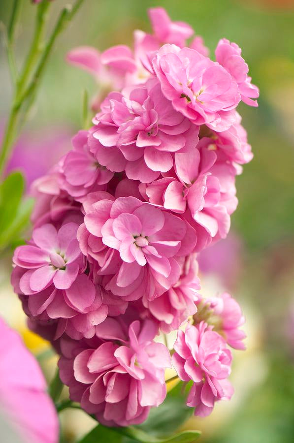 Pink Matthiola Flower Seeds for Planting – Heirloom, Non-GMO, Fragrant High Germination Garden Seeds