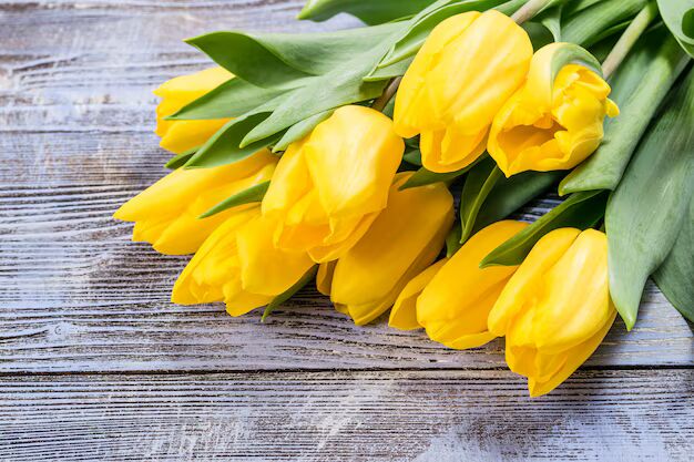 Deep Yellow Tulip Flower Seeds for Planting – Heirloom, Non-GMO, Compact Growth, High Germination