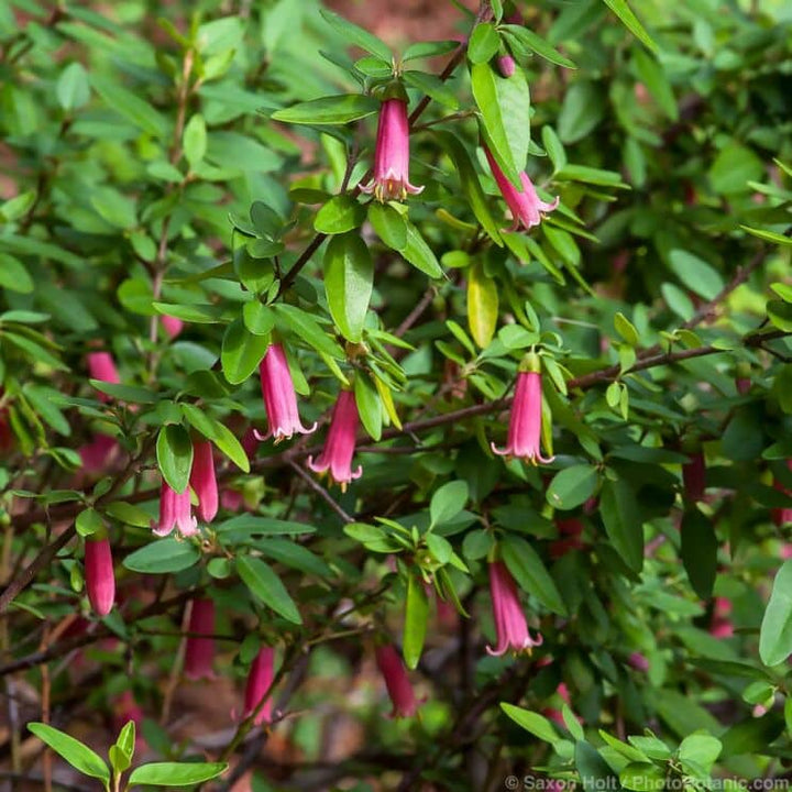 Dark Green Fuchsia Flower Seeds for Planting – Heirloom, Non-GMO, High Germination Organic Garden Seeds