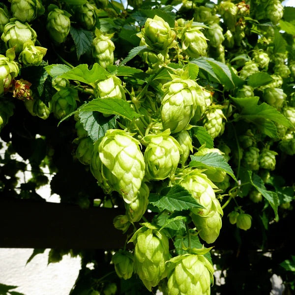 Green Hops Flower Seeds for Planting – Heirloom & Non-GMO Garden Seeds