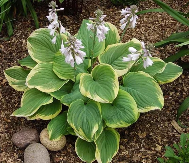 Hosta Lily Flower Seeds for Planting – Heirloom, Non-GMO, High Germination Organic Garden Seeds