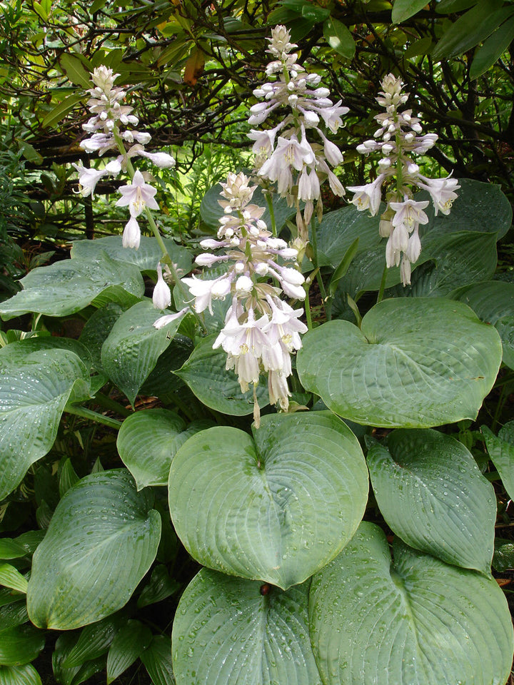 Hosta Lily Flower Seeds for Planting - Heirloom, Non-GMO, High Germination Organic Garden Seeds