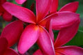 Deep Pink Egg Flower Seeds for Planting – Heirloom, Non-GMO, High Germination Organic Garden Seeds