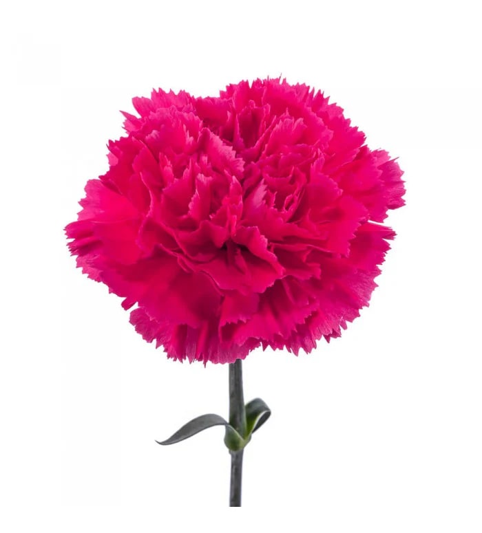 Dark Pink Carnation Flower Seeds for Planting – Compact Growth, Heirloom, Non-GMO Home Garden Seeds
