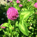 Pink Clover Flower Seeds for Planting – Heirloom, Non-GMO, High Germination Organic Garden Seeds