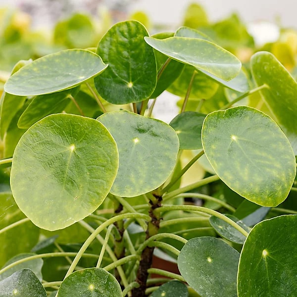 Pilea Seeds for Planting – Pollinator Friendly, Heirloom, Non-GMO, High Germination Organic Garden Seeds