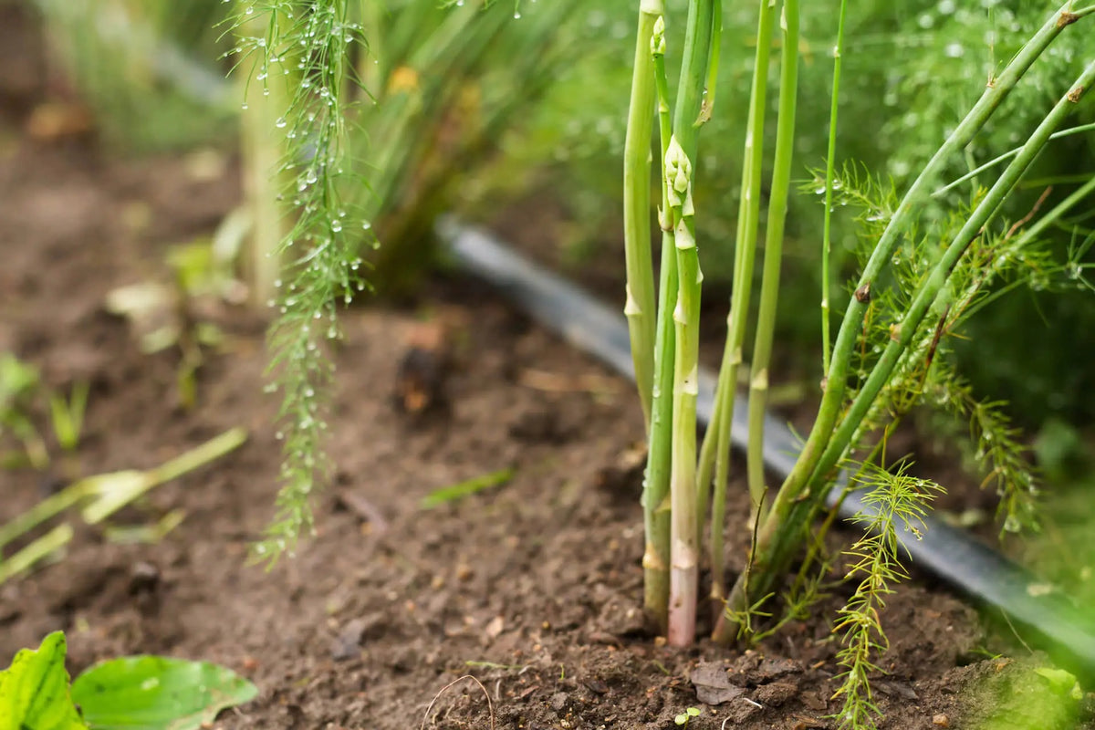 Wild Asparagus Seeds for Planting – Heirloom, Non-GMO, Perennial Vegetable Garden Seeds – High Germination