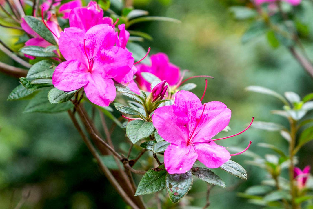 Pink Azaleas Flower Seeds for Planting – Heirloom Non-GMO, High Germination Organic Garden Seeds