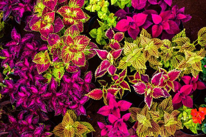 Flower Seeds, Seeds,Seeds For Planting,Plant Seeds