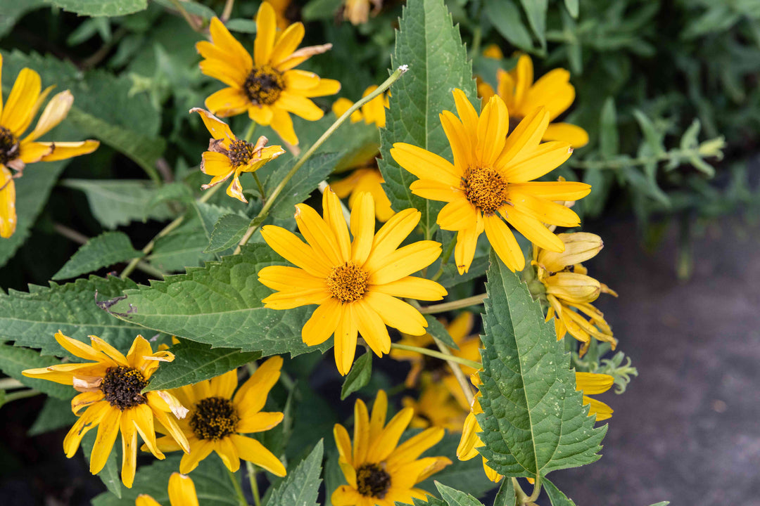 Heliopsis SunFlower Seeds for Planting – Heirloom Non-GMO Organic Garden Seeds, High Germination