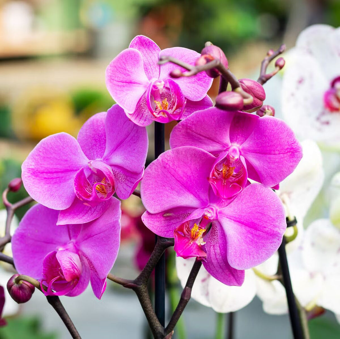 Phalaenopsis Flower Seeds for Planting – Heirloom, Non-GMO, High Germination Seeds