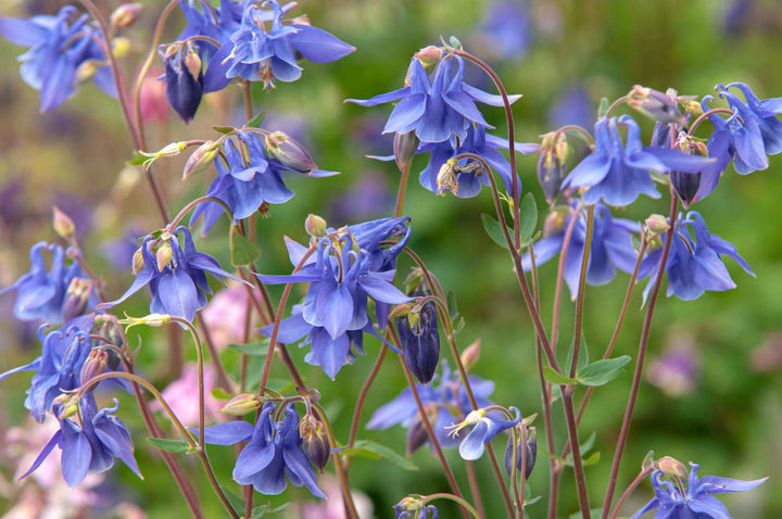 Light Blue Pink Aquilegia Flower Seeds for Planting – Heirloom, Non-GMO, Compact Growth, High Germination