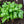Basil Herb Seeds for Planting – Heirloom, Non-GMO Seeds for Compact and Lush Garden Growth