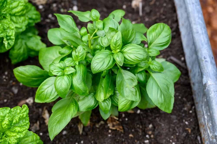 Greek Basil Herb Seeds for Planting – Heirloom, Non-GMO Fast-Growing Seeds for Culinary Gardens
