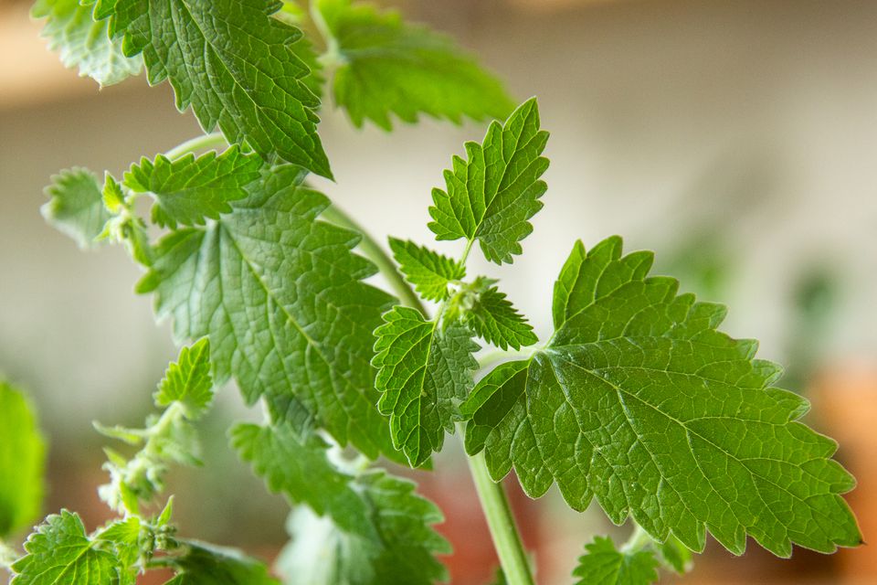 Green Catnip Herb Seeds for Planting – Heirloom, Non-GMO, Organic Garden Seeds with High Germination