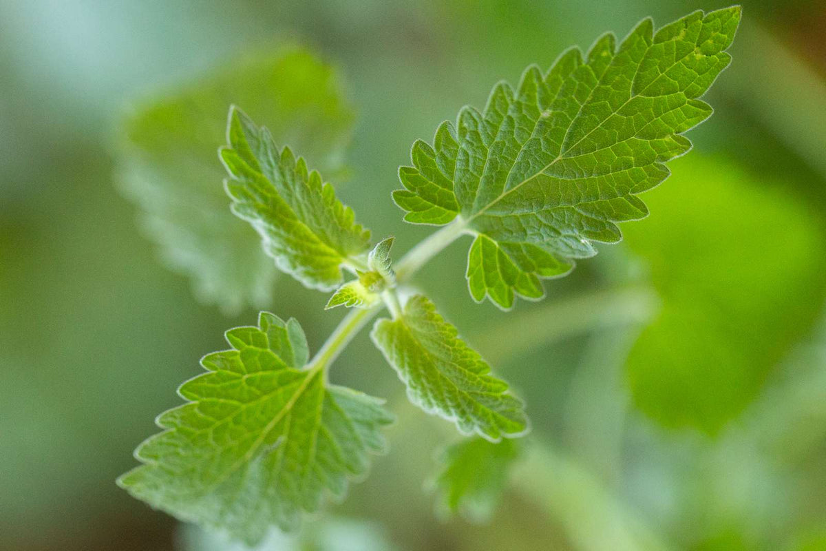 Camphor Catnip Nepeta camphorata Herb Seeds for Planting – Heirloom, Non-GMO Seeds for Abundant Growth