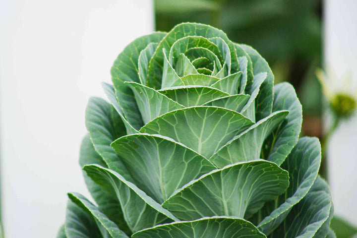 Green Collard Flower Seeds for Planting – Heirloom Non-GMO, High Germination Organic Garden Seeds