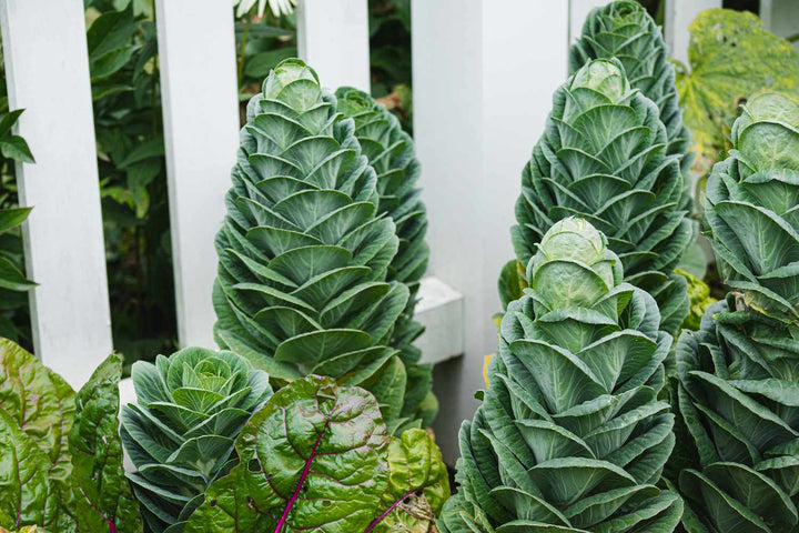 Green Collard Flower Seeds for Planting – Heirloom Non-GMO, High Germination Organic Garden Seeds