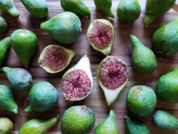Madeira Fig Fruit Seeds – Heirloom, Non-GMO Seeds for Productive Home Orchard Tree Planting