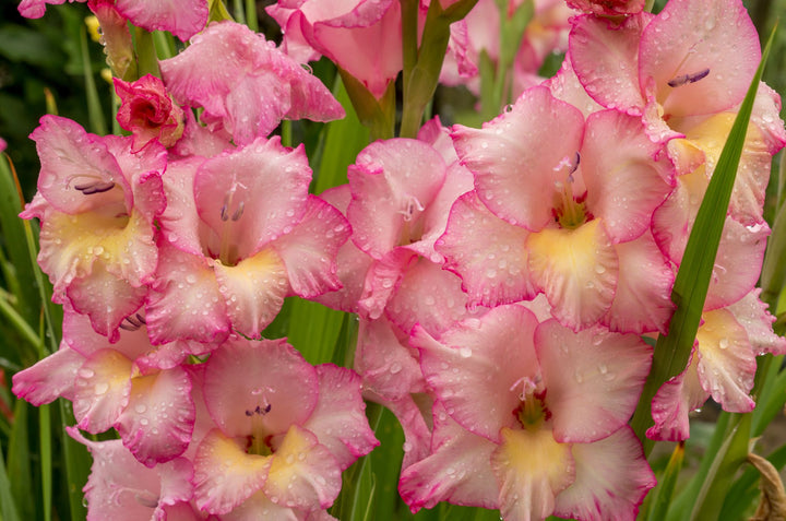White Dark Pink Gladiolus Flower Seeds for Planting – Heirloom, Non-GMO, Shade-Tolerant Garden Seeds