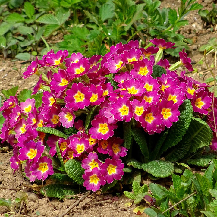 Dark Pink Primula Flower Seeds for Planting – Heirloom, Non-GMO, High Germination Organic Garden Seeds