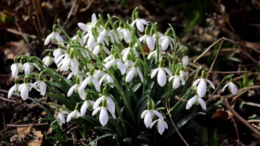 White Snowdrop Flower Seeds for Planting – Long Bloom Season, Heirloom, Non-GMO, High Germination Organic Garden Seeds
